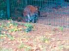 I found this wallaby in a zoo in one of the large parks in Paris.