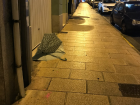 Felled umbrellas are normal in Galicia