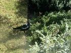 This is an Australian Magpie and these birds like to attack you for no reason 