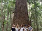 One of our many adventures: Hiking in the Daintree Rainforest 