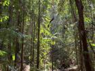 Rainforest on Fraser Island notice the sandy ground