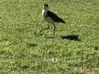 One of many bird species that are nesting