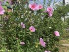 Hibiscus syriacus is the national flower of Korea