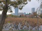 Ueno Park in Tokyo