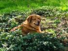 My dog, Maddie, enjoying the sun at home