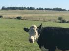Lots of cows in the countryside!