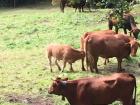 Some classic Swiss cows with bells that I met on a hike!