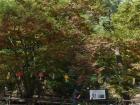 Leaves are beginning to change color for the autumn season.