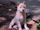 A Jeju dog sits at the side of the road.