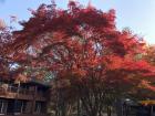 A beautiful tree with red leaves in Nami Island.