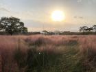 Pink muhly nearby Busan.