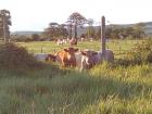 Lots of open fields for livestock to graze - dairy farming is big in Ireland.