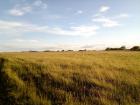 There are so many lush fields like this in Ireland that also supported the country's economy through agriculture. 