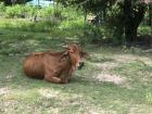 A cow that was being raised at one of the homestay houses in which my classmates were living