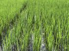 A field of jasmine rice