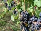 Grapes in the vineyard directly in the backyard of where we stayed