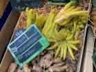 The Buddha's Hand is the strangest citrus fruit I have ever seen!