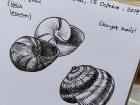 I made this sketch of the type of snails used in my escargots