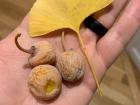 Here is a yellow ginkgo leaf and three of the female tree's "berries"