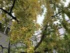 Here is a female ginkgo tree with its leaves turning yellow