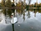 Swans swim here in a park's pond on the outskirts of Paris