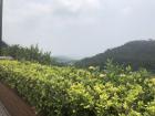 The view from the walking path on campus