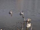 Can you see how these swans are not yet fully white? That is because they are still adolescents, although very close to maturity based on the size