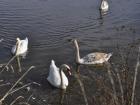 The two adult swans in the group stayed closest to us as we approached to take pictures; they were very protective of their babies