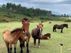 These are just a few of the horses we saw on our hike