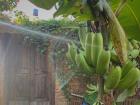 A banana tree at my school