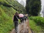 It was a rainy day when we walked through a tea estate in Darjeeling