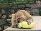 Monkeys live near temples because there is plenty of food