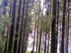 We hiked through some very tall trees in Darjeeling