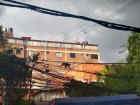 This brave monkey crossed a busy street on thin cables!