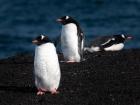 Penguin friends from Antarctica