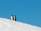 Penguin buddies in Mikkelson Harbor