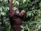 An orangutan living amongst the trees