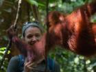 Orangutans are very curious about newcomers to their environment