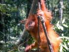 Seeing orangutans in their natural environment was magical