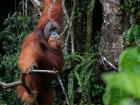 An orangutan in the jungles of Sumatra