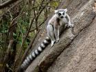 A ring-tailed lemur in Anza Reserve in western Madagascar