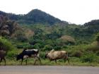 Zebu, Malagasy cattle, walking through Ranomafana