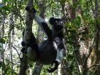 An Indri, the largest living species of lemur