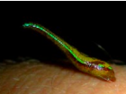 Leech from southern Madagascar