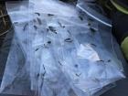 Leeches in collection bags