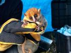 Mouse lemur caught for sample collection