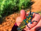 Rainbow milkweed locust