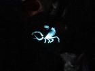 Scorpion glowing in UV light