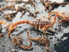 Scorpions collected from camp