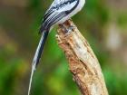 Paradise flycatcher